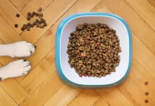 dry dog food