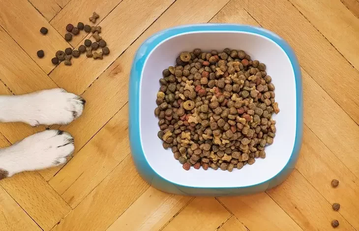 dry dog food