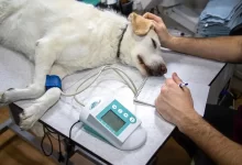 sick dog with vet